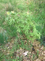 Sambucus racemosa