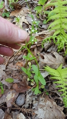 Valerianella