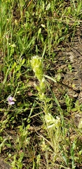 Castilleja attenuata