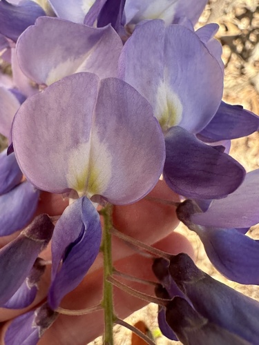 Foto de Glicínia
