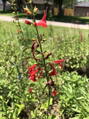 Salvia coccinea