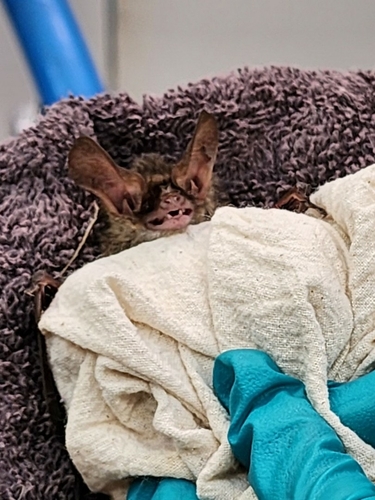 Holt's Long-eared Bat (Nyctophilus holtorum) — Least Concern Mammalia