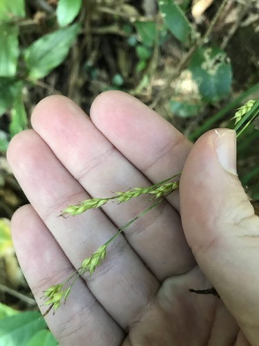 Carex nachiana iNat (2)