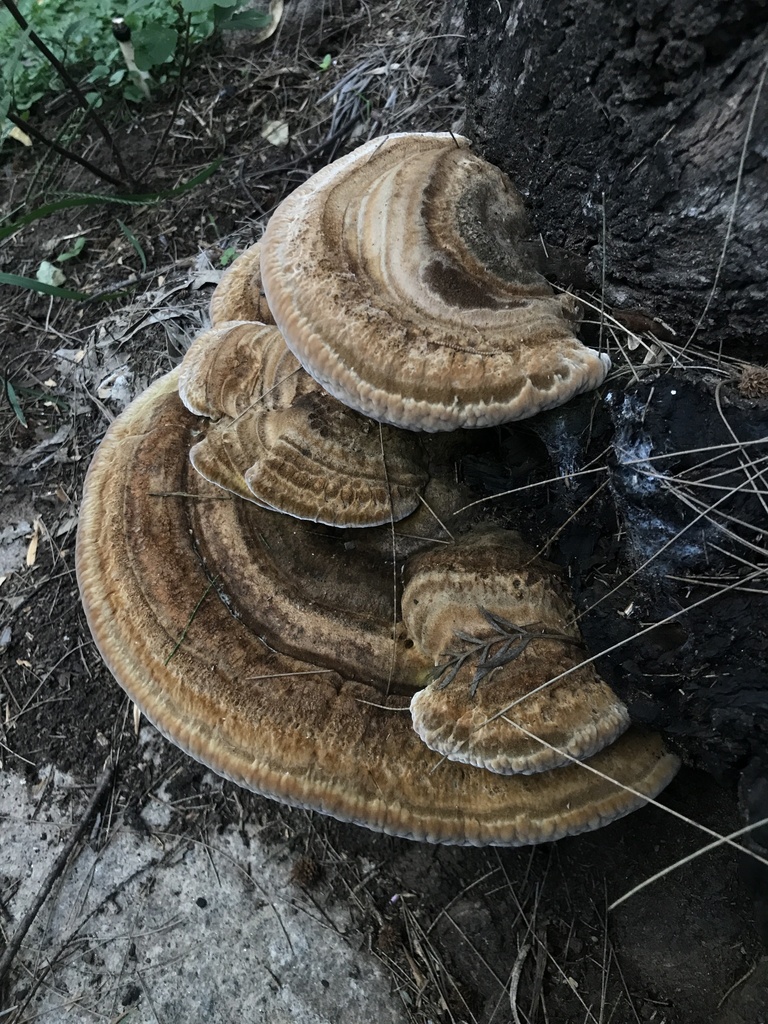 Trametes cubensis · April 2024 · photo: © tutitah (iNaturalist, cc0)