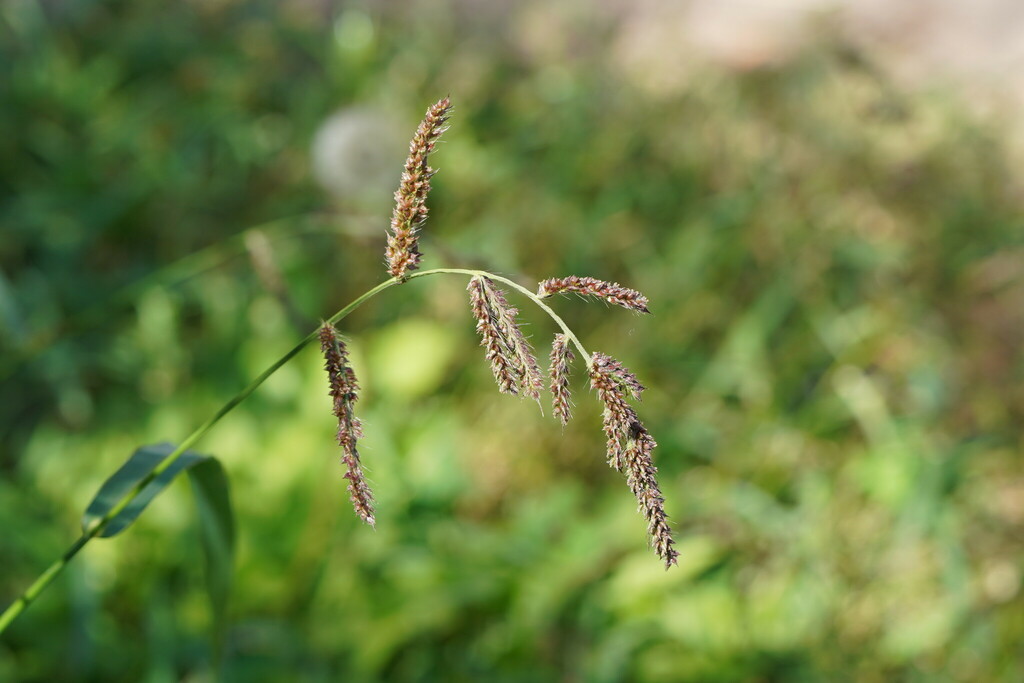 barnyardgrass from Yarra Ranges - Lilydale, Victoria, Australia on ...