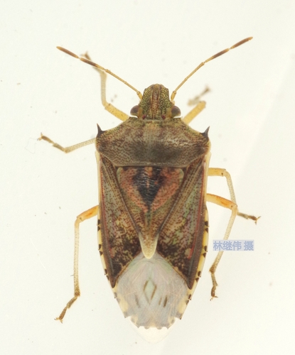 Mungda Insect Genus Udonga · iNaturalist