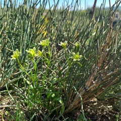 Kunawur Gagea (Gagea kunawurensis)