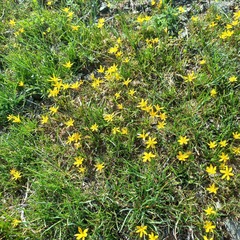 Olga's Gagea (Gagea olgae)
