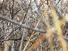 Granatellus venustus