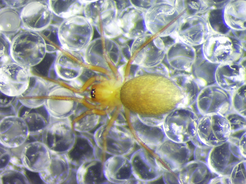 Centromerus cinctus
