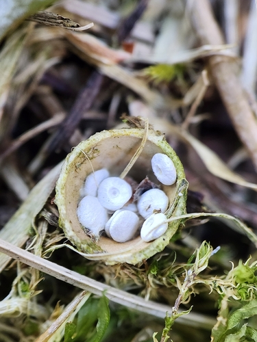 common bird's nest fungus (Crucibulum laeve)