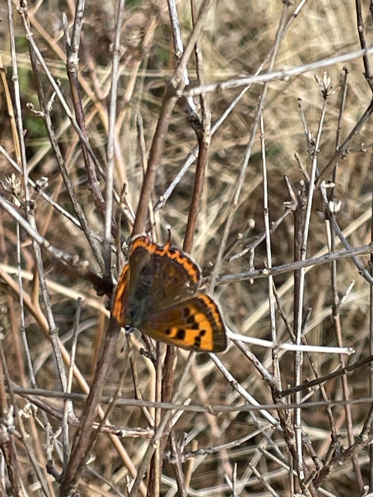 Oberthür's Copper