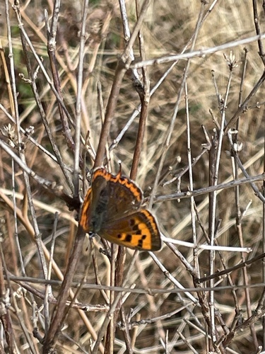 Oberthür's Copper