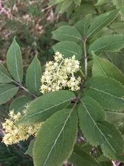 Sambucus racemosa