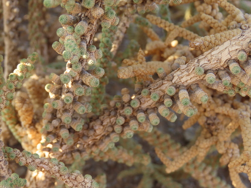 Image of Tiganophyton karasense by no rights reserved