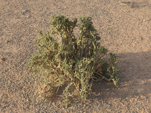 Image of Tiganophyton karasense by no rights reserved
