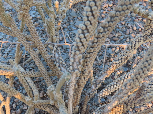 Image of Tiganophyton karasense by no rights reserved