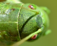 Polysarcus denticauda