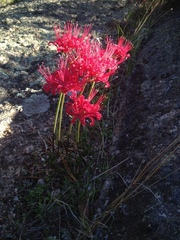 Nerine sarniensis