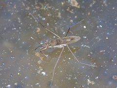 Gerris lacustris