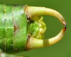 Polysarcus denticauda