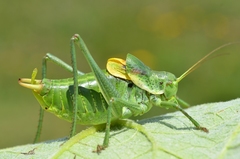 Polysarcus denticauda