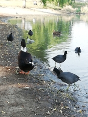 Fulica americana