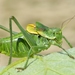Bull Bush-Cricket - Photo (c) Gilles San Martin, some rights reserved (CC BY-SA), uploaded by Gilles San Martin