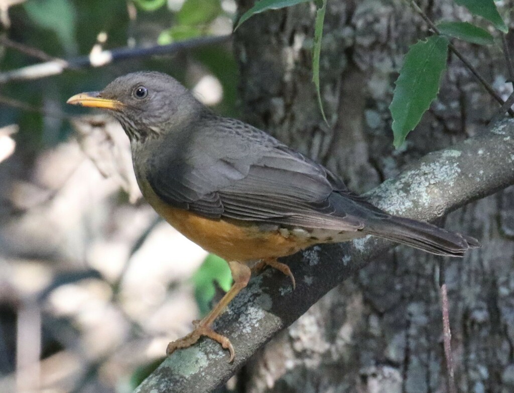 Cape Olive Thrush from Bellville, Cape Town, South Africa on April 3 ...