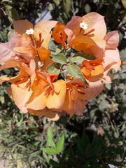 Magnoliopsida
