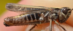 Omocestus haemorrhoidalis haemorrhoidalis