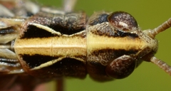 Omocestus haemorrhoidalis haemorrhoidalis