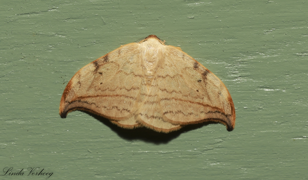 Hooktip Moths and Allies