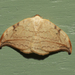 Arched Hooktip Moth - Photo (c) crazybirdy, some rights reserved (CC BY-NC), uploaded by crazybirdy