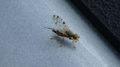 Campiglossa picciola