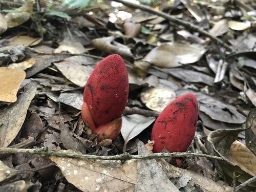 Balanophora japonica iNat (1)