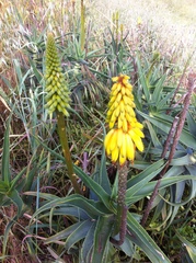 Aloiampelos striatula