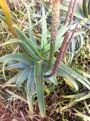 Aloiampelos striatula