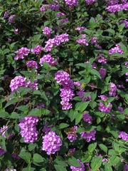 Lantana montevidensis