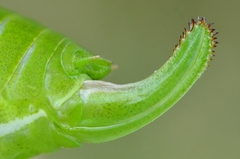 Isophya pyrenaea