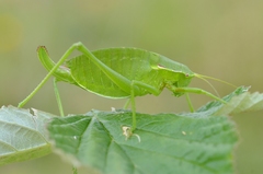 Isophya pyrenaea