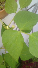 Phaseolus leptostachyus