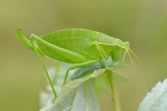 Isophya pyrenaea