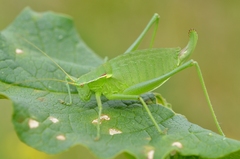 Isophya pyrenaea