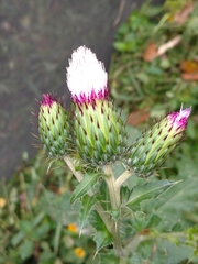 Cirsium mexicanum