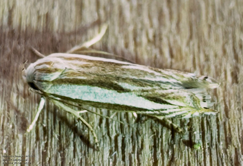 Polyhymno acaciella photo 2