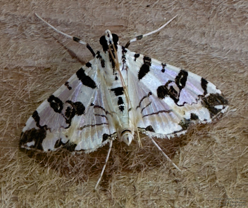 Blush Conchylodes Moth photo 4