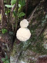 Fungi