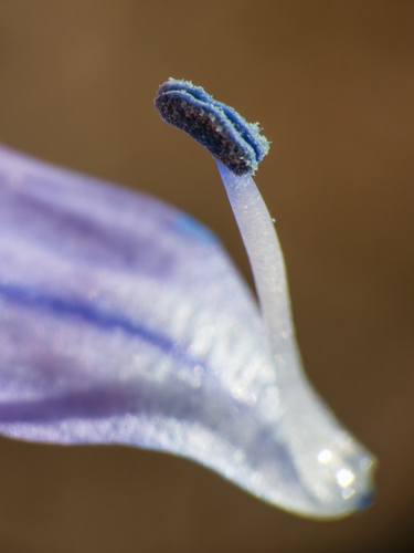 Scilla bifolia