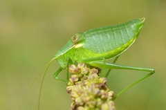 Isophya pyrenaea